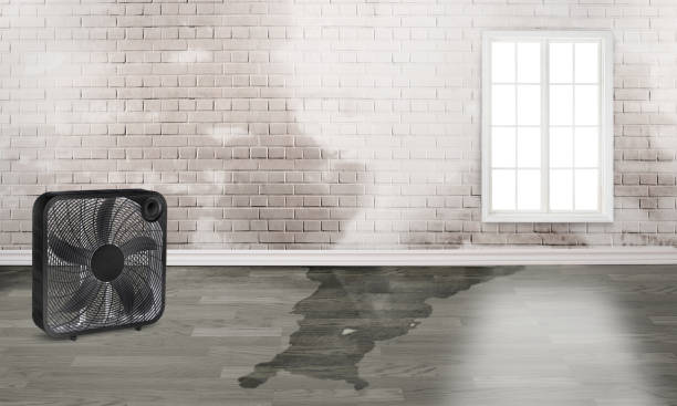 Best Ceiling water damage repair  in Gueydan, LA